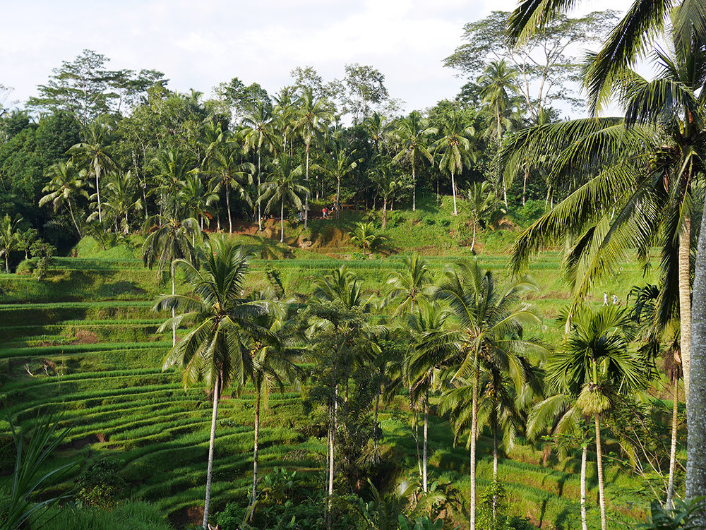 riziere-terrasse-tegallalang-bali (7)